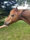 Poney de compagnie