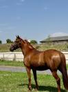 MARMARA, jument 3 ans, TF