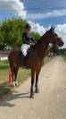 Vodka de Levaux Top Jument pour concours Amateur 