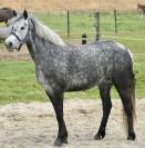 Mare No Origin Recorded For sale 2019 Grey