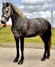 Mare No Origin Recorded For sale 2019 Grey