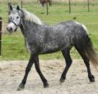 Mare No Origin Recorded For sale 2019 Grey
