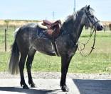 Mare No Origin Recorded For sale 2019 Grey