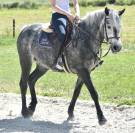 Mare No Origin Recorded For sale 2019 Grey