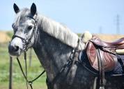 Mare No Origin Recorded For sale 2019 Grey