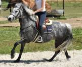Mare No Origin Recorded For sale 2019 Grey