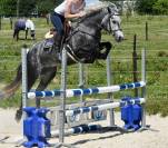 Mare No Origin Recorded For sale 2019 Grey