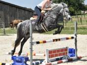 Mare No Origin Recorded For sale 2019 Grey
