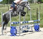 Mare No Origin Recorded For sale 2019 Grey