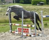 Mare No Origin Recorded For sale 2019 Grey
