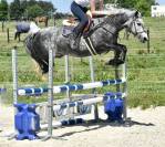 Mare No Origin Recorded For sale 2019 Grey