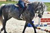 Mare No Origin Recorded For sale 2019 Grey