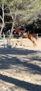 Recherche cheval à confier 