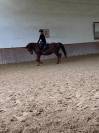 Recherche cheval à confier 