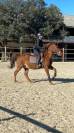 Recherche cheval à confier 