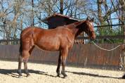 Mare PRE Pure Spanish Bred For sale 2022 Bay