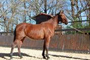 Mare PRE Pure Spanish Bred For sale 2022 Bay