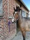 Poney de sport 