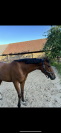Poney de sport 