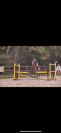 Poney de sport 