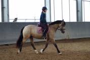 Poney à louer 