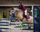 Poney à louer 