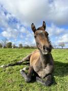 Colt Origin Recorded For sale 2025 Dark Bay