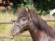 Mâle shetland PP livre B 