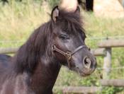 Mâle shetland PP livre B 