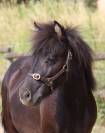 Mâle shetland PP livre B 