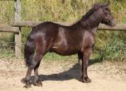Mâle shetland PP livre B 