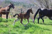 Magnifique Pouliche PFS - Dressage