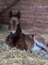 Magnifique Pouliche PFS - Dressage