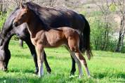 Magnifique Pouliche PFS - Dressage