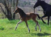 Magnifique Pouliche PFS - Dressage