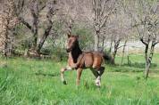 Magnifique Pouliche PFS - Dressage