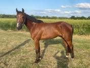 Trotteur 