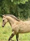 Poulain Quarter Horse