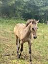 Poulain Quarter Horse