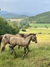 Poulain Quarter Horse