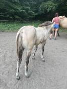 Poulain Quarter Horse