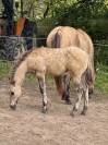Poulain Quarter Horse