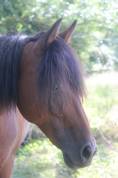Poulain PFS