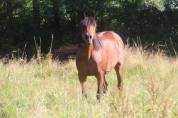Poulain PFS