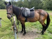 Trotteur hongre 3ans