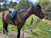 Trotteur hongre 3ans