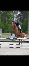 A Vendre Cheval 13 ans pratique CSO AMAT