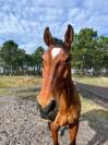 A Vendre Cheval 13 ans pratique CSO AMAT
