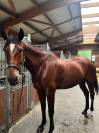 A Vendre Cheval 13 ans pratique CSO AMAT