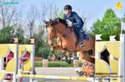 Caballo castrado Cheval de Selle Italien En venta 2020 Bayo por SUNDAY DE RIVERLAND
